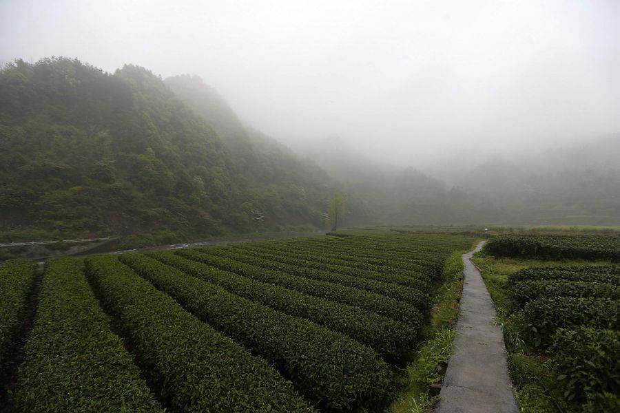 農(nóng)行重慶秀山支行通過公司、基地、農(nóng)戶支持當(dāng)?shù)剞r(nóng)民走上脫民致富